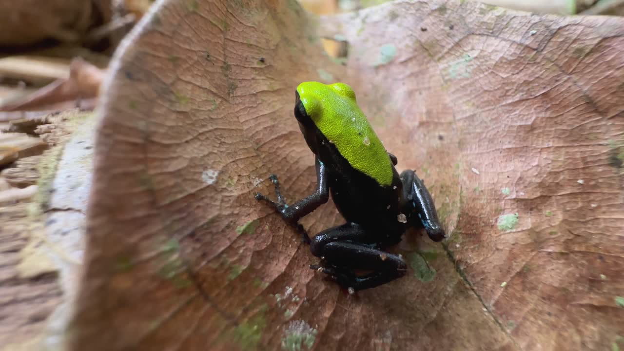 Mantella-de-dorso-verde (Mantella laevigata), mantella escaladora no Parque Nacional Nosy Mangabe, Madagáscar.
