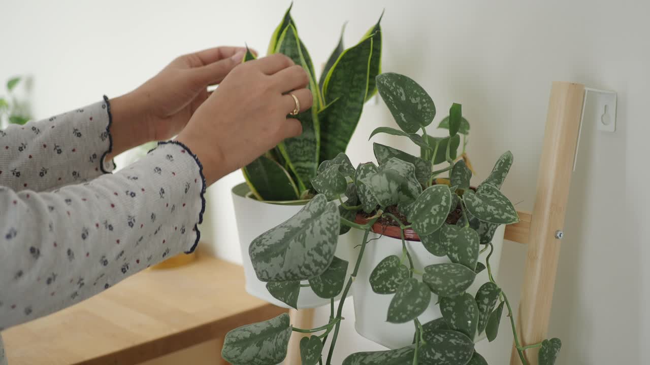 Närbild av händer som varsamt tar hand om en krukväxt
