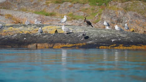 a flock of seagulls and a cormorant perched on the rocky shore