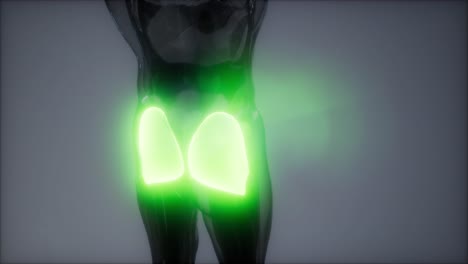 gluteus maximus - animación de la anatomía de los músculos de las piernas