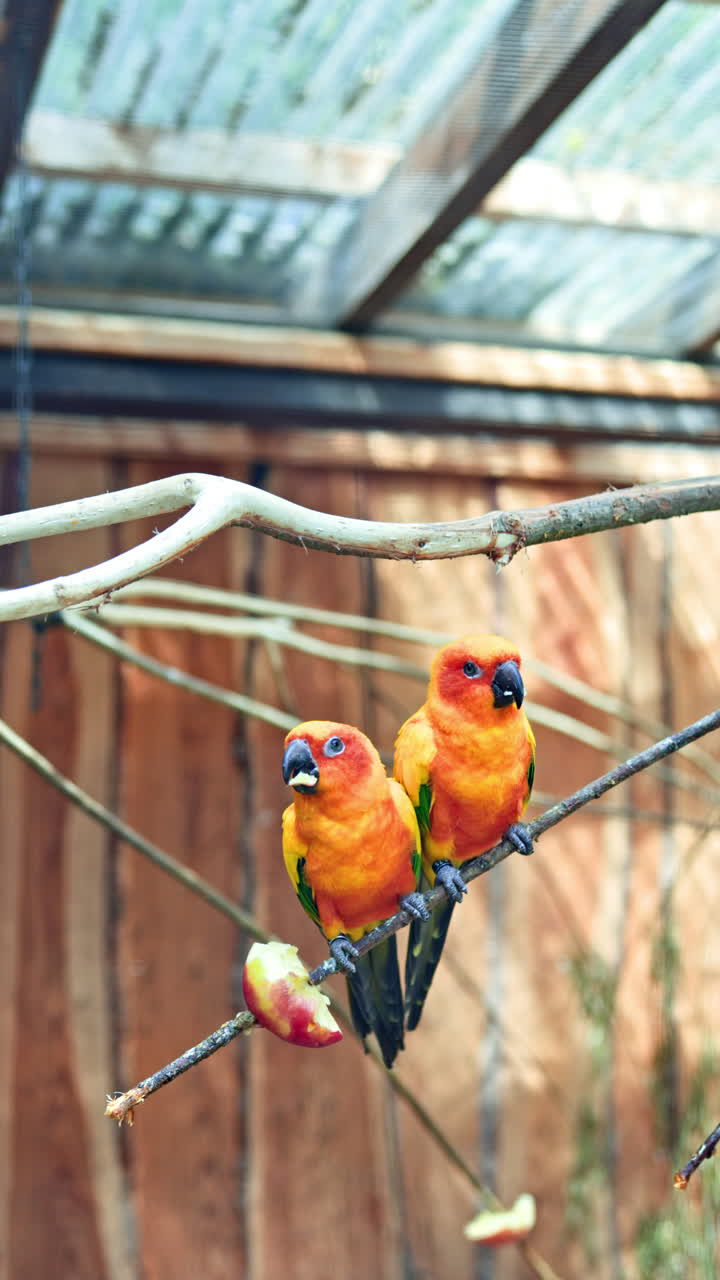 Papagaio laranja. Papagaio tropical. Pássaro tropical. Vida selvagem. Floresta tropical. Lindo papagaio em uma árvore verde em seu habitat natural. Par de araras aladas juntas em um galho.