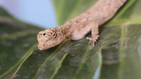 HD-Video-Chameleon-mane-crawling-on-tree