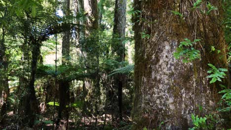 Panning-shot-of-dense-lush-Whirinaki-Forest-Woodland-during-beautiful-sunny-day-in-New-Zealand