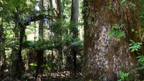toma panorámica del denso y exuberante bosque de whirinaki durante un hermoso día soleado en nueva zelanda