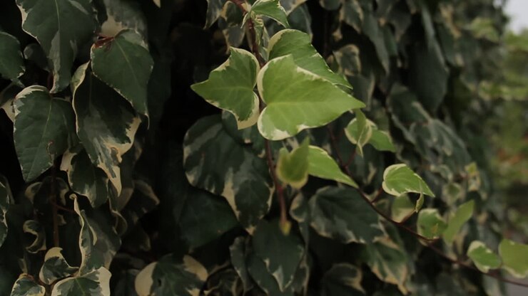 Close-up of Variegated Ivy