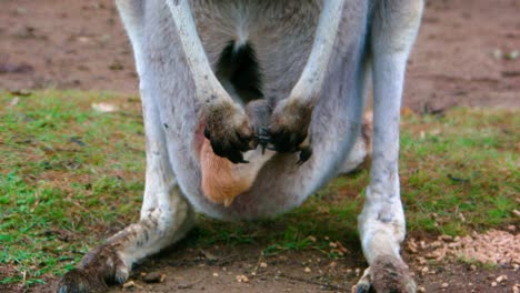front view of baby kangaroo inside mother's pouch (grey fur)