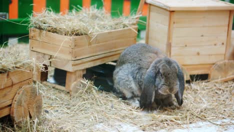 los conejitos de pascua juegan, comen y descansan en el corral.