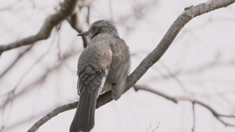 close-up of a brown-eared bulbul perching and chirping on a winter branch