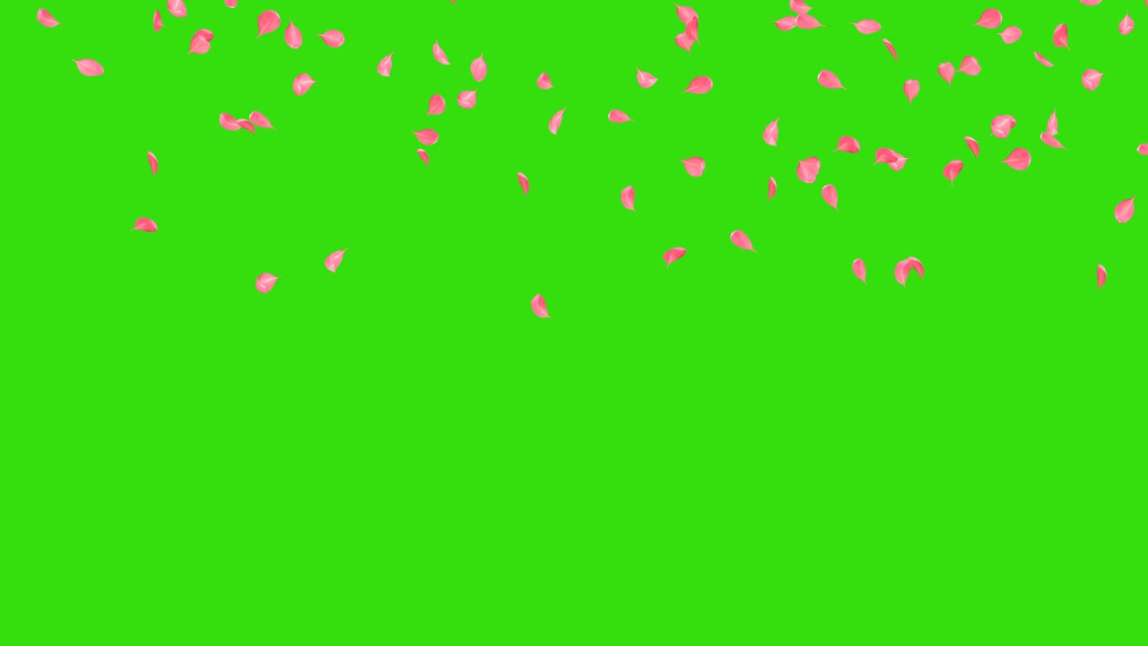 체리 꽃이 떨어지는 잎자루는 알파 채널과 함께 원활한 애니메이션을 루핑합니다.