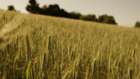 el campo de trigo dorado