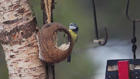 portrait of great tit bird eating on coconut shell at the backyard