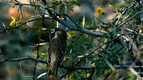 Sociable weaver bird on a thorny acacia branch