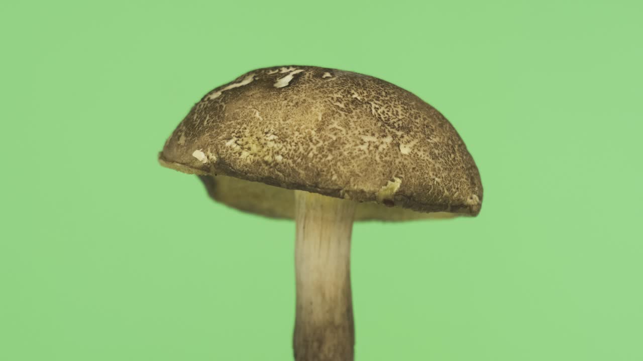 플라이 버섯 (영어: flywheel mushroom) 은 볼레투스 (boletus) 과에 속하는 식용 튜브형 버섯의 속이다.