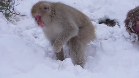 Aggressiver-Männlicher-Japanischer-Makaken-Auf-Der-Suche-Nach-Nahrung-Im-Schnee,-Nagano