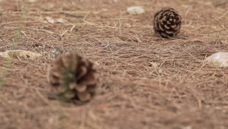 Tannenzapfen-Auf-Waldboden,-Die-Auf-Tannennadeln-Liegen,-Ziehen-Sie-Den-Fokus-Vom-Vordergrund-Zum-Hintergrund,-Niedrige-Bodenansicht