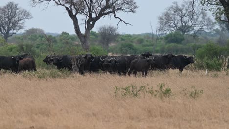 watchful-eye-of-wild-African-buffalo