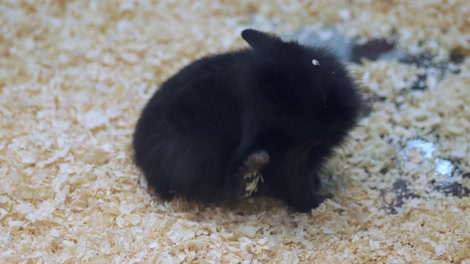 Page 2 | Baby rabbit Videos - HD and 4K to download | Magnific