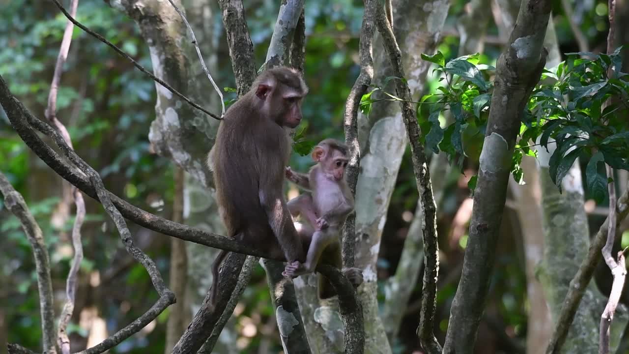 el macaco de cola de cerdo del norte es un primate que se encuentra comúnmente en el parque nacional de khao yai, aunque es una especie vulnerable