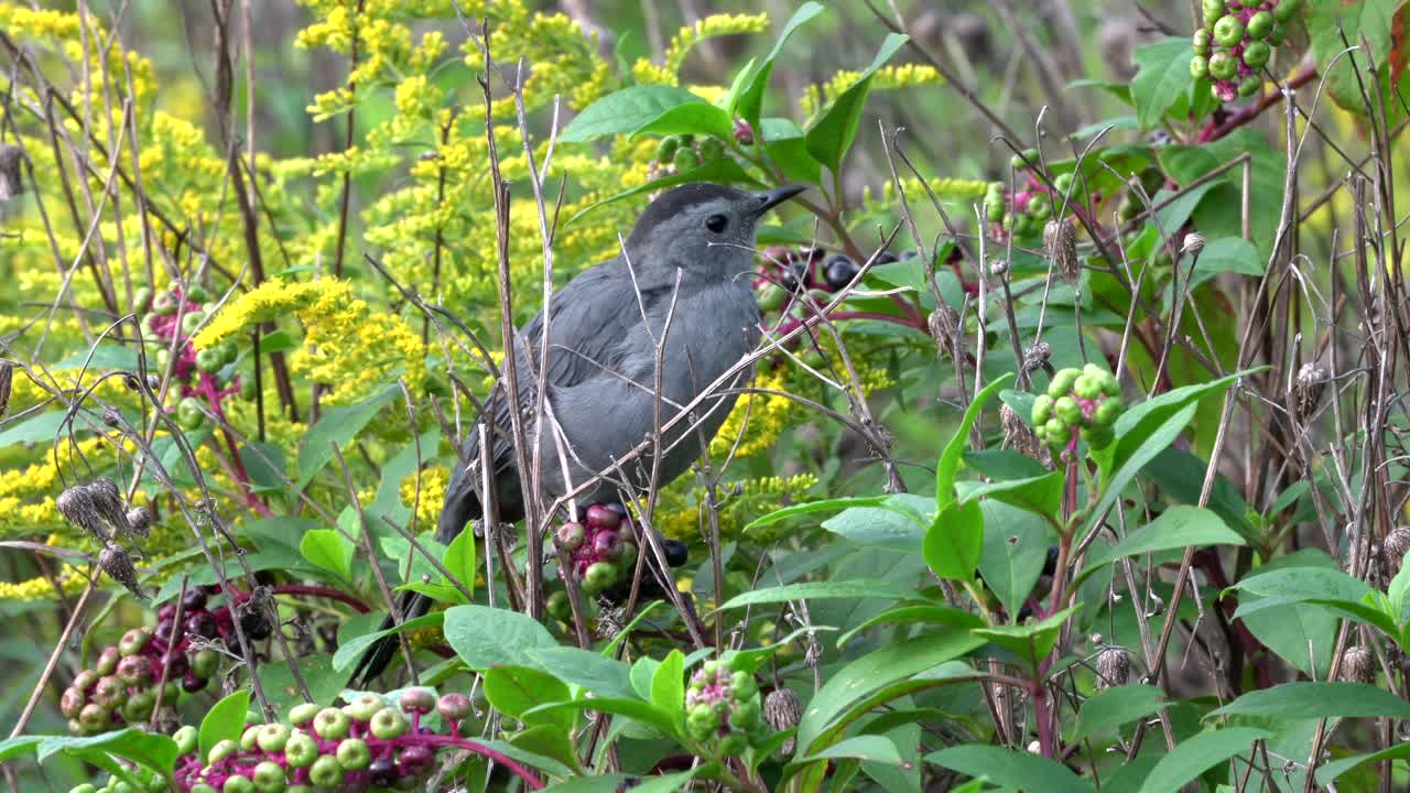 un pájaro gato sentado en un arbusto de bayas y mirando a su alrededor en busca de peligro