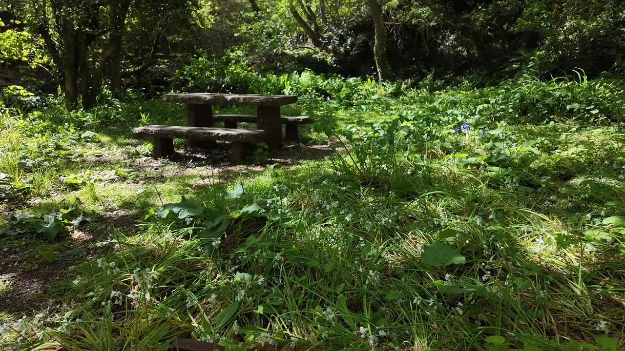 森林。春の陽光が差し込む中、軽いそよ風に揺れる鮮やかな緑の新緑が茂る森林の地面から上昇する映像。森林の中にひっそりと佇む日陰のベンチが現れる