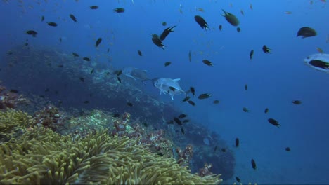 Moviéndose-Sobre-Una-Anémona-Suave-Con-Un-Banco-De-Peces-Plateados-Y-Algunos-Trevali