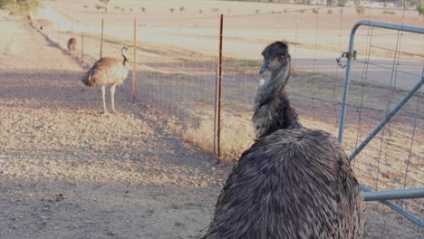 an emu looking around whilst grooming itself on an emu farm in australia