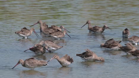 algunos individuos se mueven hacia la izquierda mientras parte de una gran bandada está ocupada alimentándose mientras uno en el medio se detiene para rascarse el cuello, limosa de cola negra, limosa, tailandia
