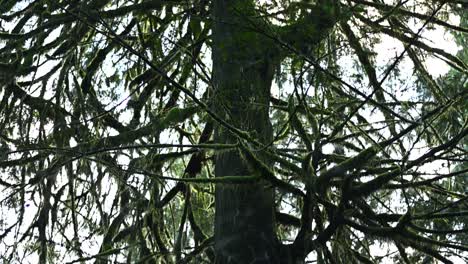 panorámica de una gran corona de cedro en la selva tropical del norte de vancouver
