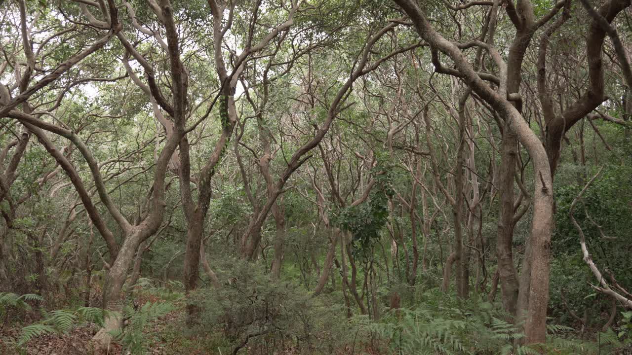 Australia forest tree canopy Bangalow Palm rainforest Coastal Cypress Pine