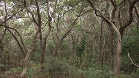 australia forest tree canopy bangalow palm rainforest coastal cypress pine