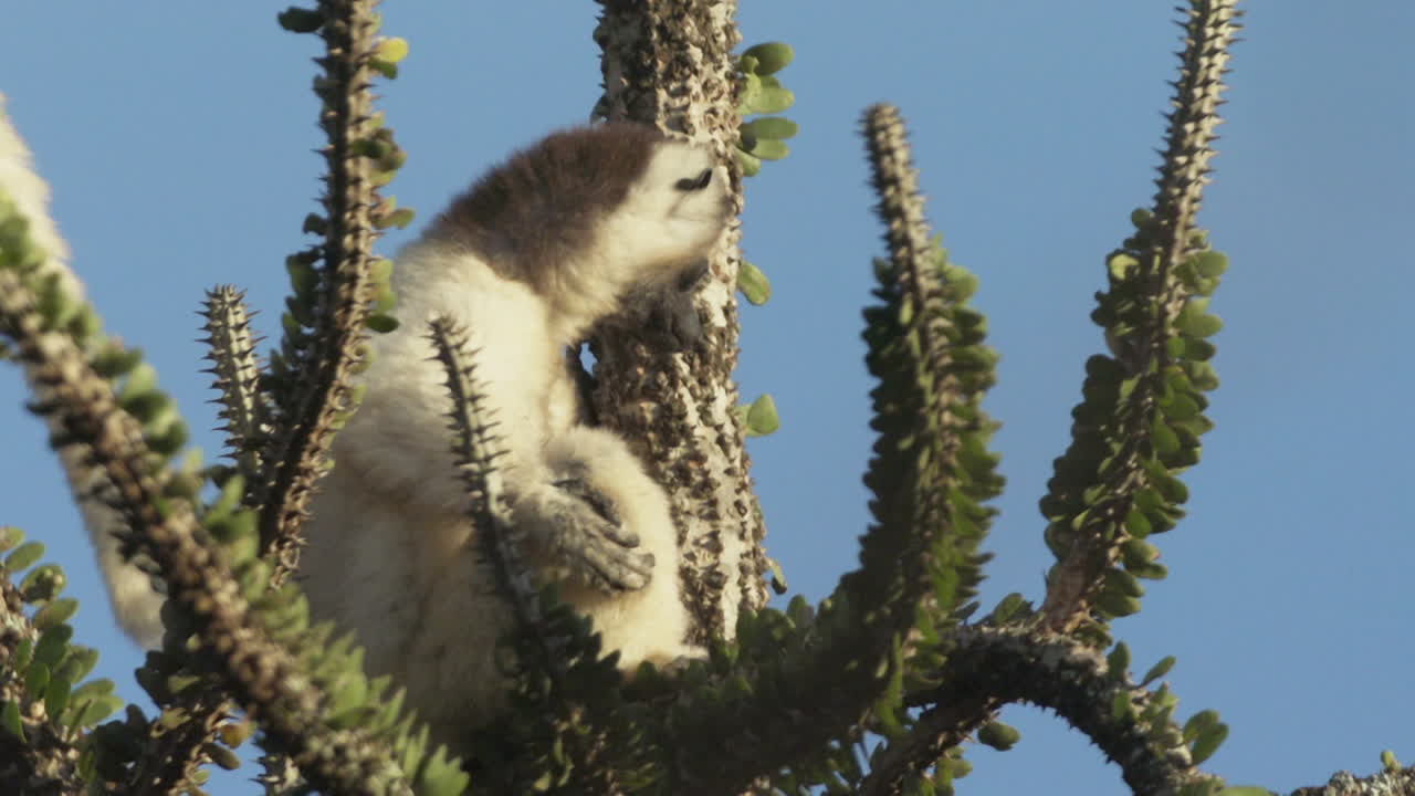 문어 선인장 위에 있는 sifaka verreauxi는 주변 환경을 관찰하고, 다른 sifaka의 꼬리는 프레임으로 돌출됩니다.