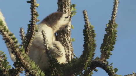 sifaka verreauxi on top of an octopus cactus observes surroundings, tail of another sifaka juts into frame