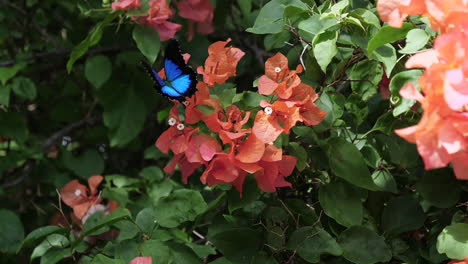 Hellblauer-Ulysses-Schmetterling-Fliegt-Zwischen-Tropischen-Orangefarbenen-Blumen