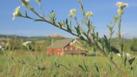 lifts up from the grass to reaveal red barn on farm in slow motion 4k