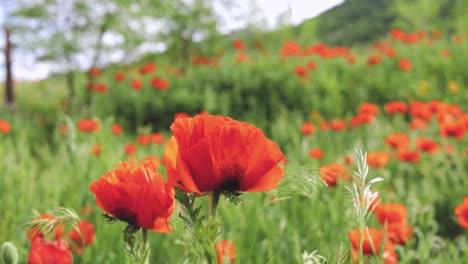 Nahaufnahme-Von-Roten-Mohnblumen-Im-Großen-Feld-1080p-60fps