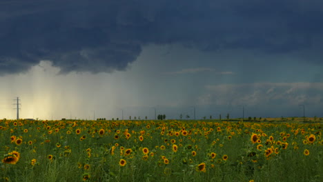 Cinematográfica-Cámara-Lenta-Denver-Colorado-Verano-Tarde-Soleada-Lluvia-Tormenta-Sobre-Montañas-Rocosas-Granjero-Impresionante-Salvaje-Interminable-Girasoles-Campo-De-Flores-Silvestres-Paisaje-Drone-Aéreo-Todavía-Movimiento