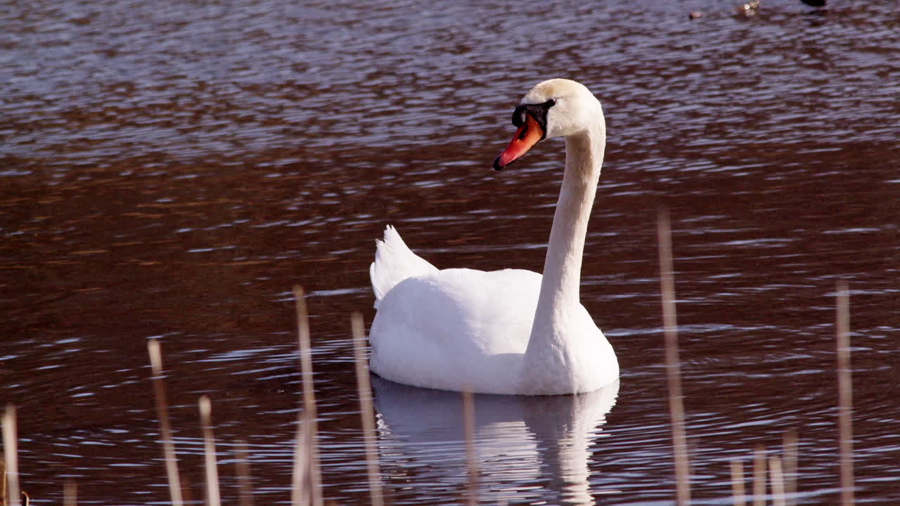 Swans during mating season gliding gracefully in slow-mo under dawn’s light.