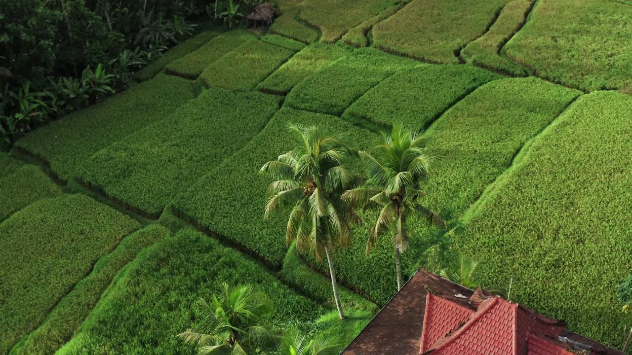 toma aérea de arriba hacia abajo de una plantación verde con palmeras durante un día soleado en la isla de bali