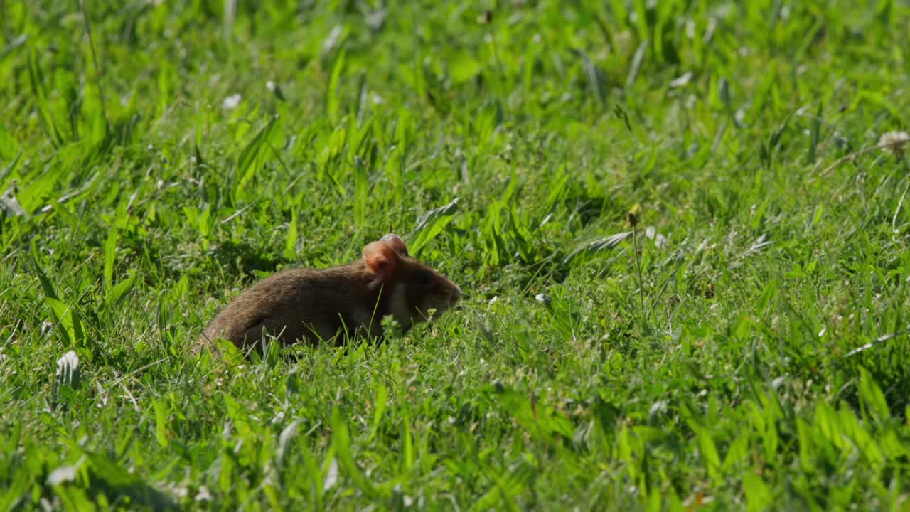 Hamster basking in late afternoon sun on green lawn, resting in warm light and then walking forward out of frame. Natural outdoor wildlife style, calm summer mood, shallow focus