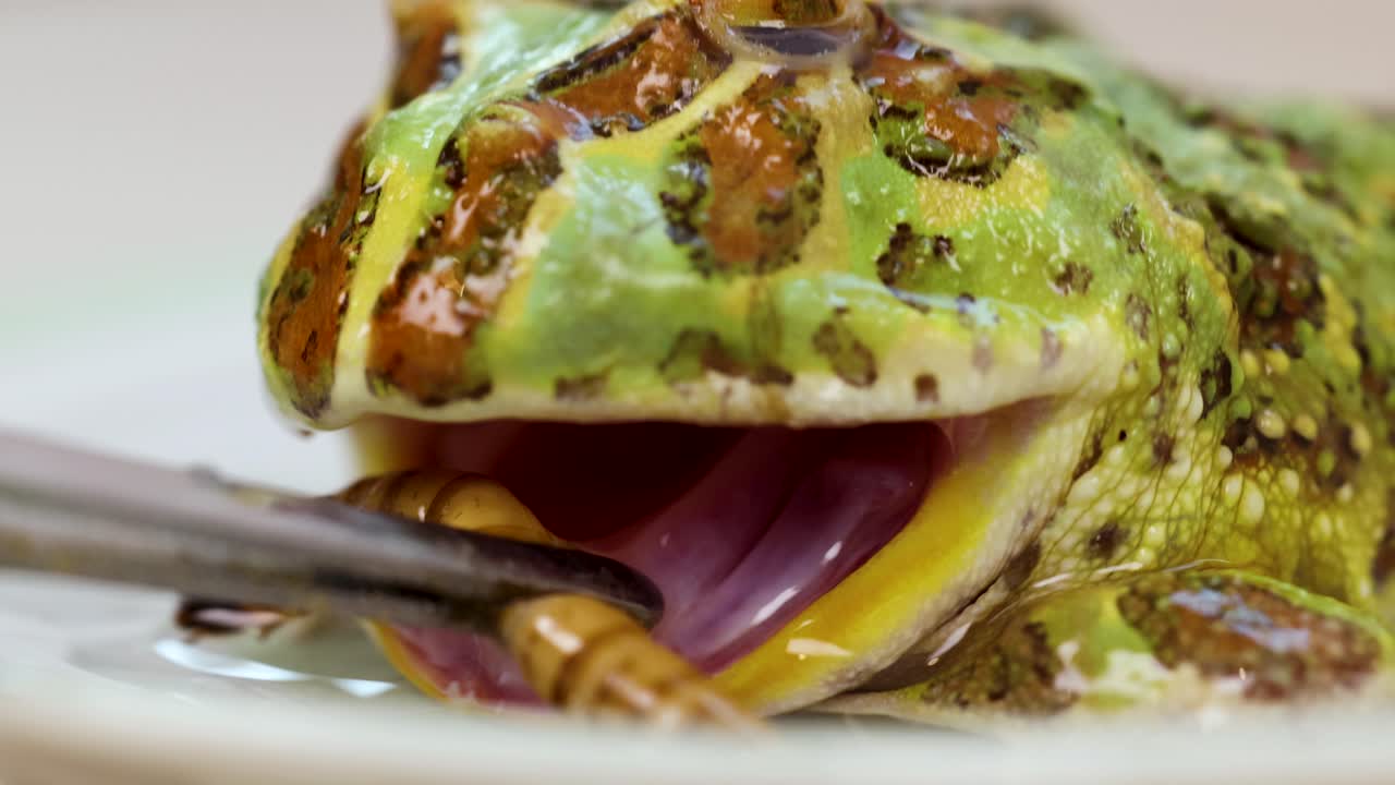 A horned frog consumes a superworm on a plate. Close-up shots highlight the frog's vibrant colors and feeding behavior