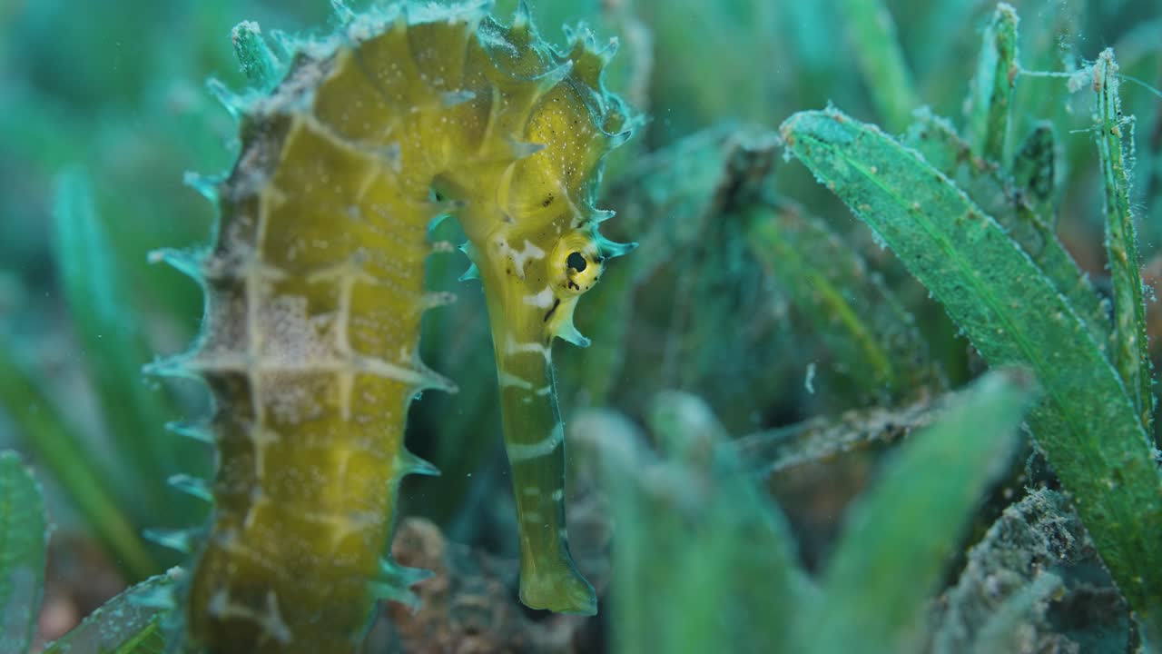 Seahorse hiding in seaweed on the seabed. Red sea.