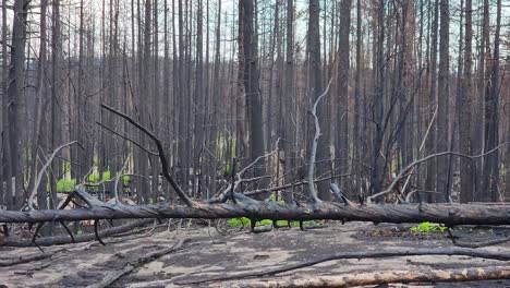 Truck-pan-passing-the-charred-and-burnt-trees-of-a-forest,-the-aftermath-of-what-remains-after-a-devastating-wildfire-in-Sudbury,-Ontario,-Canada