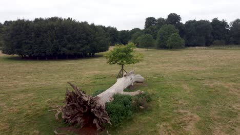 aerial over dead tree at goodnestone park estate gardens