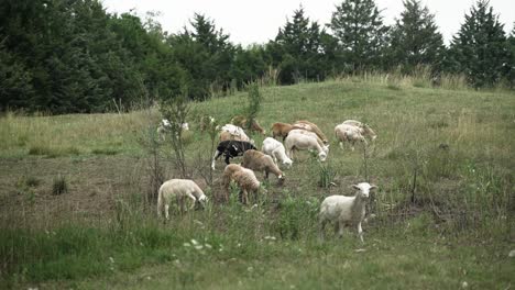 Small-flock-of-sheep-and-goats