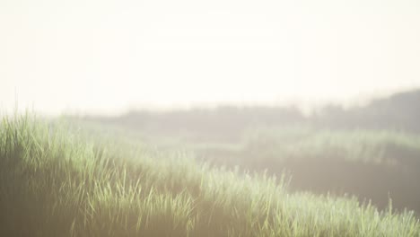 green field with tall grass in the early morning with fog