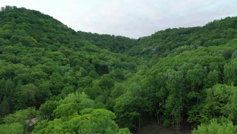 dense forest landscape