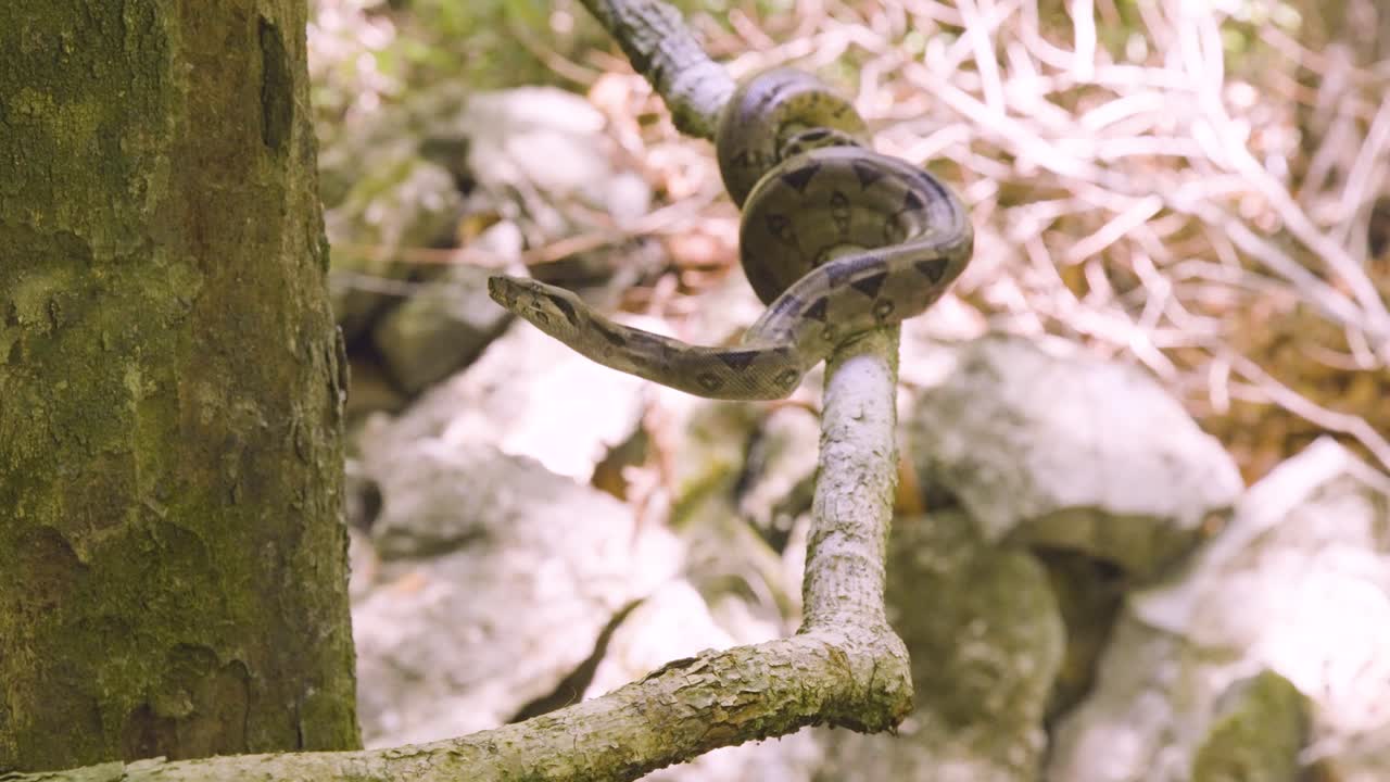 A boa constrictor wrapped tightly around a tree branch in its natural jungle habitat. Shot in daylight with shallow depth of field, showing detailed snake patterns and tropical environment