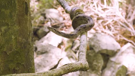 a boa constrictor wrapped tightly around a tree branch in its natural jungle habitat. shot in daylight with shallow depth of field, showing detailed snake patterns and tropical environment
