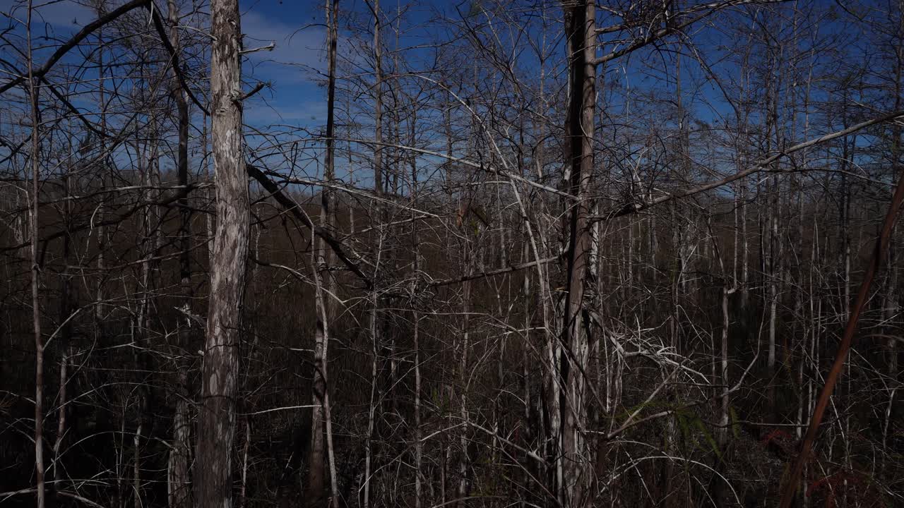 Uma floresta com várias árvores sem folhagem oferece uma perspectiva interessante e artística. Toda a cena é ambientada contra um céu azulado com algumas nuvens.