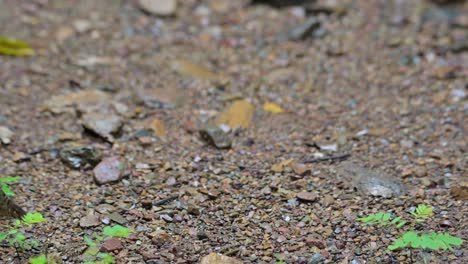 Facing-the-camera-then-goes-out-to-the-left,-Scaly-breasted-Partridge-Tropicoperdix-chloropus,-Thailand